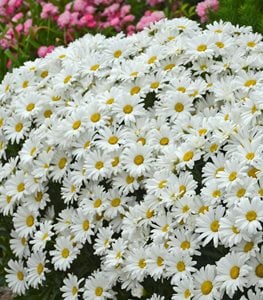 SHASTA DAISY