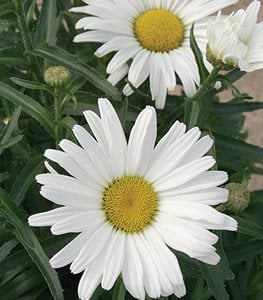 AMAZING DAISIES® DAISY MAY® SHASTA DAISY