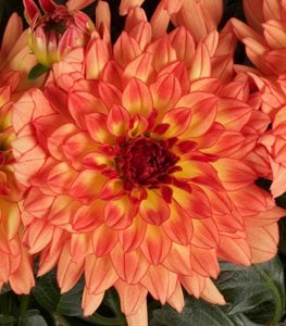 DALINA GRANDE TEQUILA