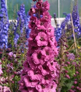 'PINK PUNCH' DELPHINIUM