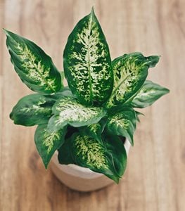 Dumbcane