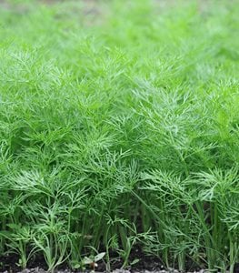 Dill Plant, Anethum Graveolens
Shutterstock.com
New York, NY