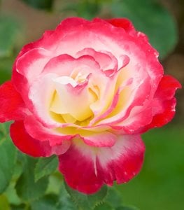 HYBRID TEA