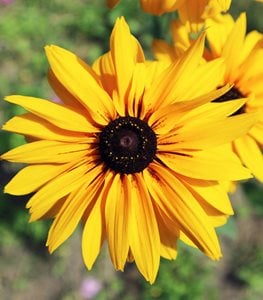 Black-eyed Susan