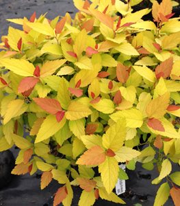 DOUBLE PLAY® CANDY CORN® SPIREA