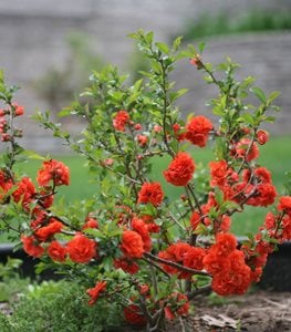 Double Take® Orange flowering quince