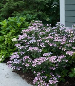 TINY TUFF STUFF HYDRANGEA