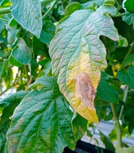 Early blight tomato leaf