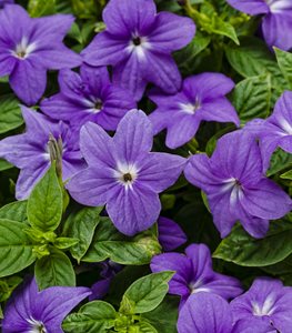 Browalia Endless Illumination