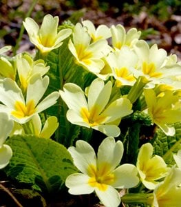 Christmas flowering outdoor shop plants