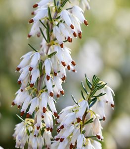 ERICA CARNEA ‘SPRINGWOOD WHITE’