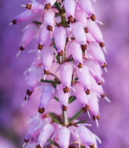 ERICA CARNEA ‘VIVELLII’