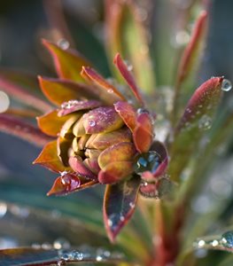 EUPHORBIA ‘BLACKBIRD’