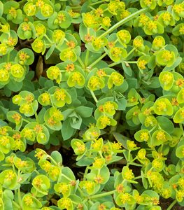 EUPHORBIA MYRSINITES