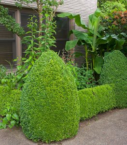 Buxus sempervirens (English boxwood) - Photo by: Janet Loughrey.