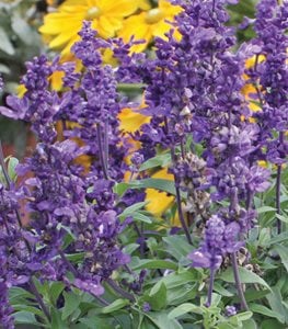 SALVIA, SAGE