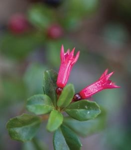 <em>F. microphylla</em> ssp. <em>aprica</em> - Photo by: Barbara Ries