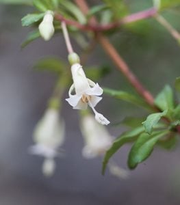 <em>F. microphylla</em> ssp. <em>hidalgensis</em> - Photo by: Barbara Ries