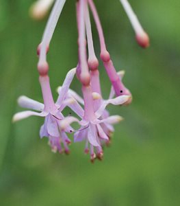 <em>F. paniculata</em> - Photo by: Barbara Ries