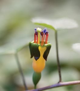 <em>F. procumbens</em> - Photo by: Barbara Ries