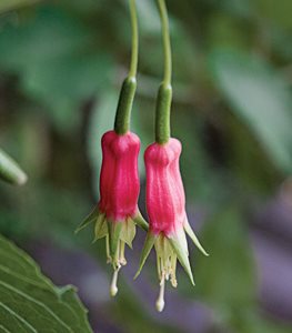 <em>F. splendens</em> - Photo by: Barbara Ries