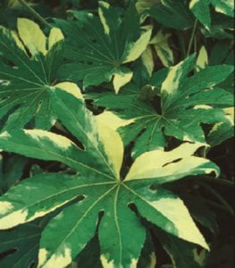 FATSIA