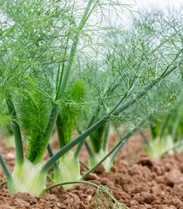 Fennel Plant, Foeniculum Vulgare
Shutterstock.com
New York, NY