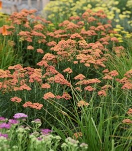 'Firefly Peach Sky' Yarrow