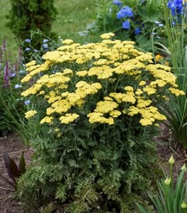 'FIREFLY SUNSHINE' YARROW