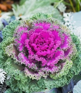 Ornamental kale