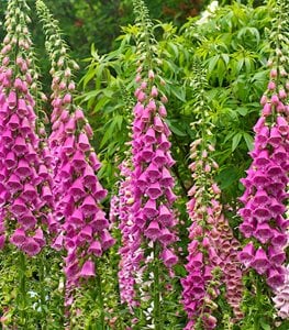 Foxglove