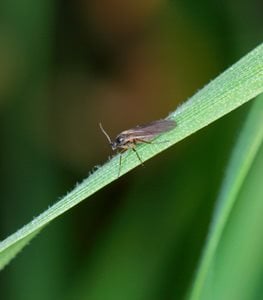 Fungus gnat on leaf