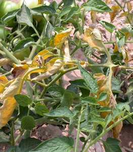 fusarium wilt on tomato