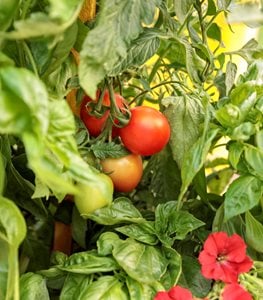 Tempting Tomatoes 'Garden Gem'
