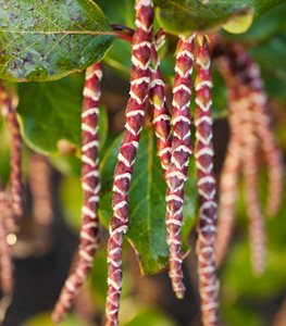 GARRYA ×ISSAQUAHENSIS ‘GLASNEVIN WINE’