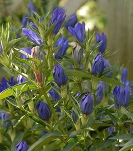 Gentiana True Blue, Gentian Hybrid, Blue Gentian Flower
Proven Winners
Sycamore, IL