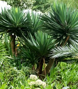 YUCCA