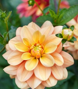 DAHLIA