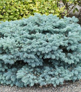 Globosa Blue Spruce