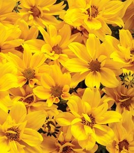BIDENS
