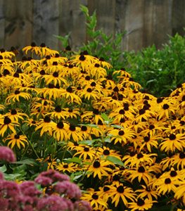 black-eyed Susan