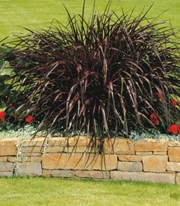 Graceful Grasses® Vertigo