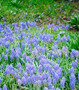 GRAPE HYACINTH - MUSCARI