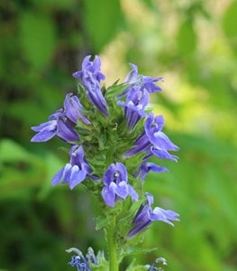 GREAT BLUE LOBELIA