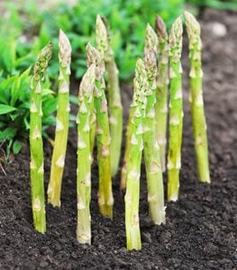 asparagus