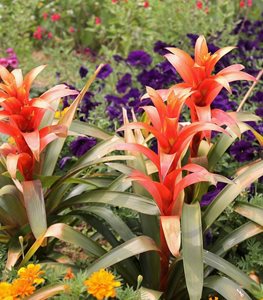 Guzmania Lingulata