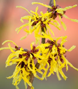 HAMAMELIS ×INTERMEDIA ‘ARNOLD PROMISE’