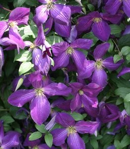 Happy Jack® Purple clematis