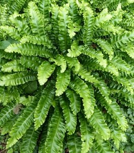 HART'S TONGUE FERN