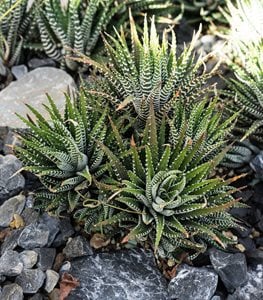 HAWORTHIA